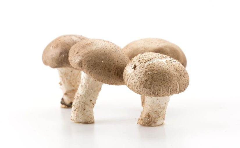 How to Grow Mushrooms: Your Mushroom Guide 101